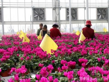 扬州高邮：每天发货30万株，花工厂绽放乡村振兴致富花