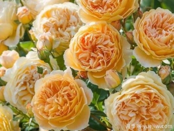 大花香水月季的养护方法，分享10种花香飘满屋