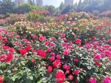 郑州月季公园40万株月季竞相绽放，感受花漾生活