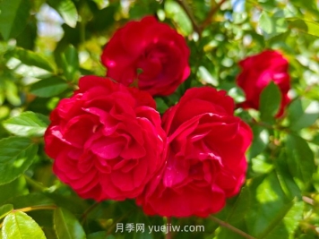 月季红木香爆花机器，花艳丽花量大花期长