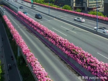 杭州高架月季初开，2024年又到走花路时间