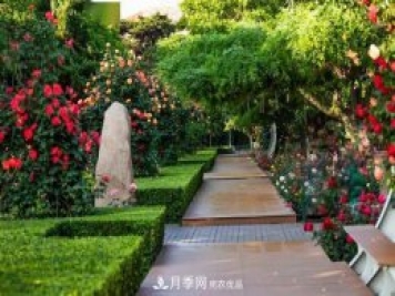 秦皇岛适合养月季花，市花和市树是什么