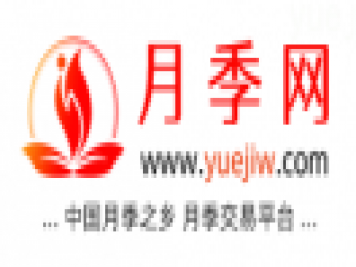 中国上海龙凤419，月季品种介绍和养护知识分享专业网站